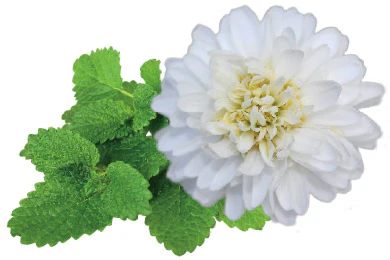 Calmophytum - Image 3